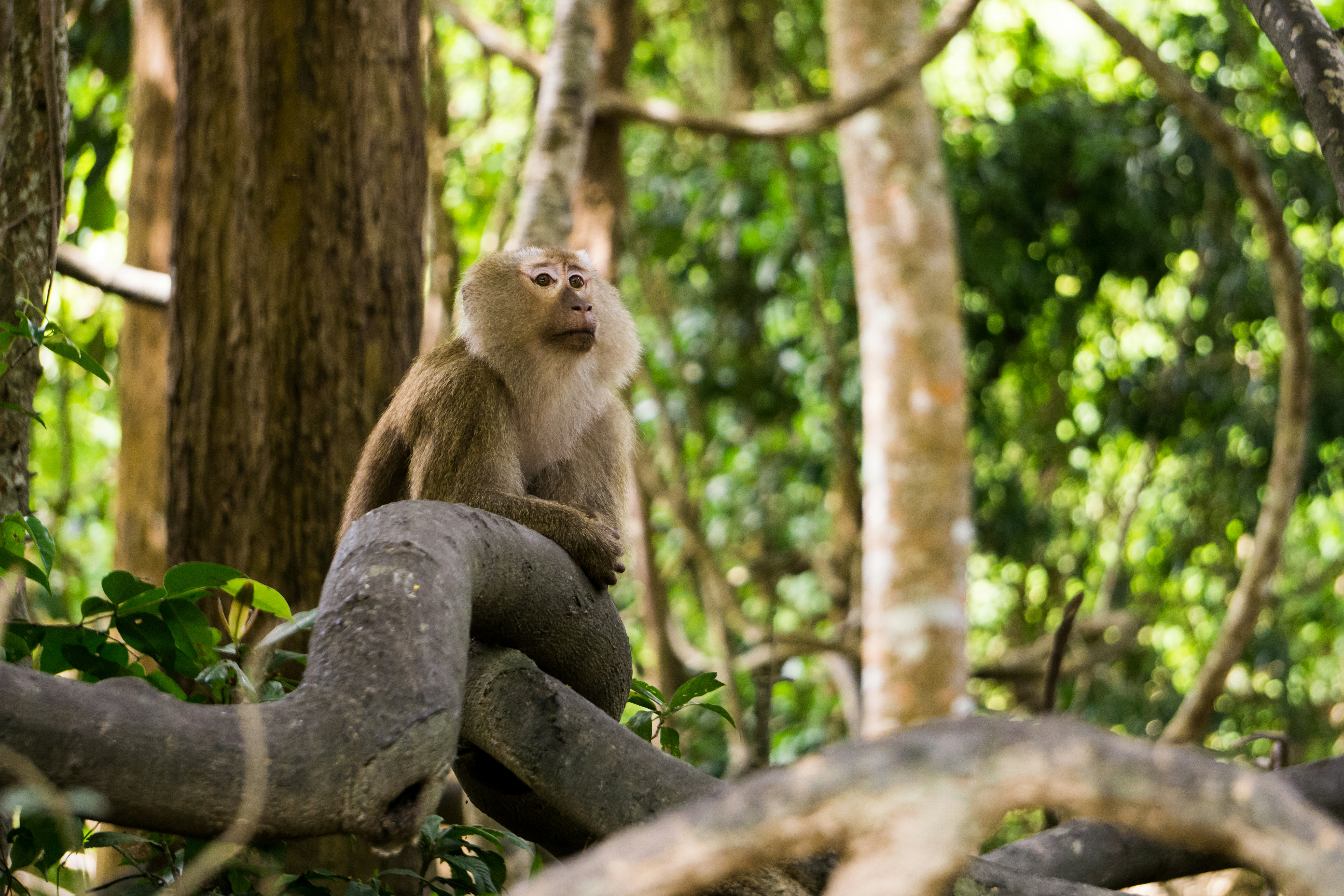 brown monkey on brown surface